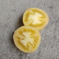 Pfirsich-Tomate Wapsipinicon Peach (Solanum lycopersicum) Samen