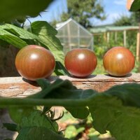 Cocktailtomate Black Sweet Cherry (Solanum lycopersicum)...