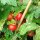Griechische Balkontomate (Solanum lycopersicum) Samen