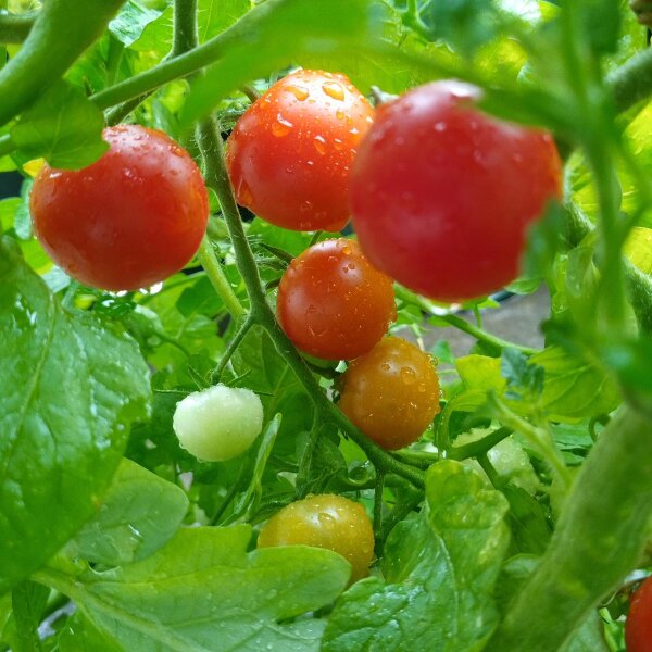 Polnische Kirschtomate &amp;#39;Pokusa&amp;#39; (Solanum lycopersicum) Samen