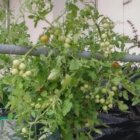 Polnische Kirschtomate Pokusa (Solanum lycopersicum) Samen