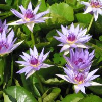 Blaue Seerose / Blauer Lotus (Nymphaea caerulea) Samen