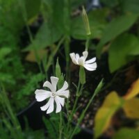 Afrikanische Traumwurzel / Xhosa Dream Herb (Silene...