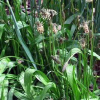 Spitzwegerich (Plantago lanceolata) Samen