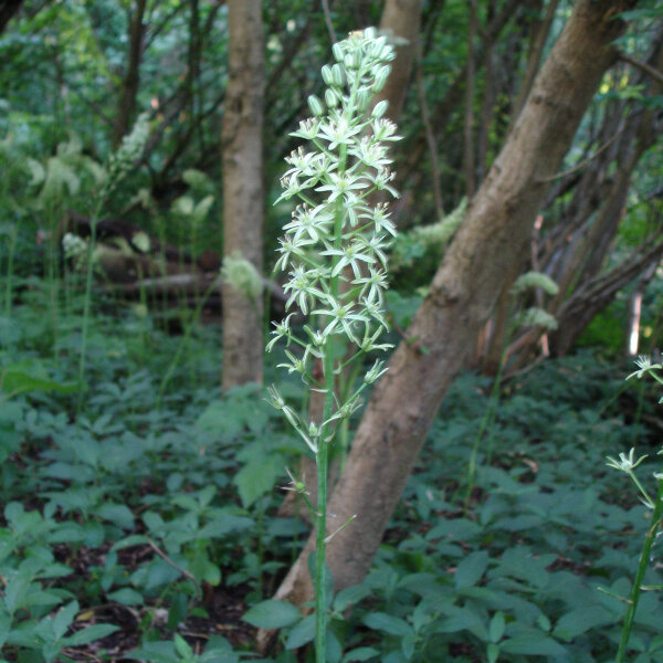 Pyrenäen-Milchstern / Preußischer Spargel (Ornithogalum pyrenaicum) Samen