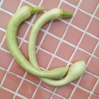 Zucchini Tromboncino dAlbenga (Cucurbita moschata) Samen
