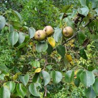 Wildbirne / Holzbirne (Pyrus pyraster) Samen