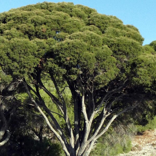 Australischer Teebaum (Melaleuca alternifolia) Samen