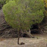 Australischer Teebaum (Melaleuca alternifolia) Samen