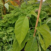 Ayahuasca-Liane / Yagé (Banisteriopsis caapi) Samen