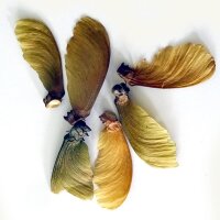 Ayahuasca-Liane / Yagé (Banisteriopsis caapi) Samen