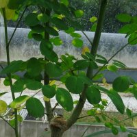 Meerrettichbaum (Moringa oleifera)