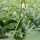 Okra (Abelmoschus esculentus) Samen