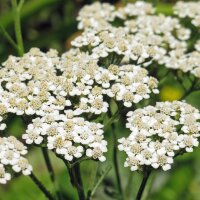 Schafgarbe (Achillea millefolium)  Samen