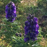 Blauer Eisenhut (Aconitum napellus) Samen