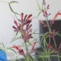 Duftnessel (Agastache mexicana) Samen