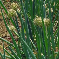 Winterheckenzwiebel (Allium fistulosum) Samen