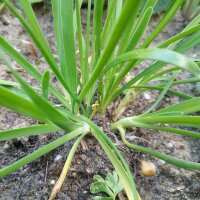 Johannislauch / Berglauch (Allium senescens)