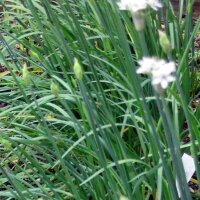 Chinesischer Schnittlauch (Allium odorum) Samen