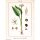 Bärlauch / Wilder Lauch (Allium ursinum) Samen