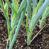 Japanische Zwiebel Shimonita (Allium fistulosum) Samen