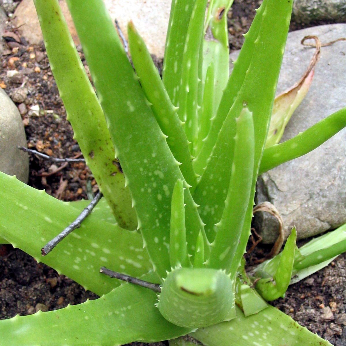 aloe vera drink zuckerfrei nu3 Bio Aloe Vera Saft main image 0
