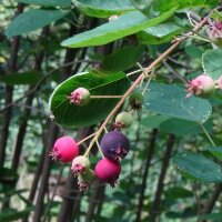 Felsenbirne (Amelanchier ovalis) Samen