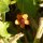 Ackergauchheil (Anagallis arvensis) Samen
