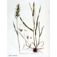 Ruchgras (Anthoxanthum odoratum) Samen
