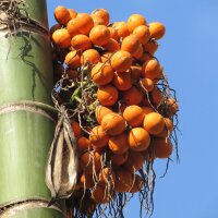 Betelpalme / Betelnuss (Areca catechu) Samen