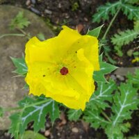 Stachelmohn (Argemone mexicana) Samen