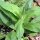 Wiesenarnika (Arnica chamissonis ssp. foliosa) Samen