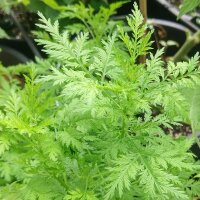 Qing Hao / Einjähriger Beifuss (Artemisia annua) Samen