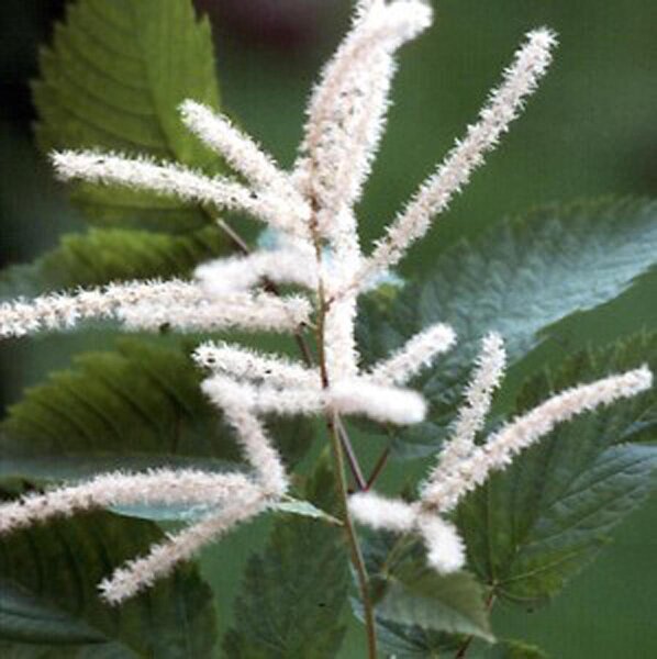 Wald-Geissbart (Aruncus dioicus syn. A. sylvestris) Samen