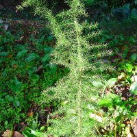 Wildspargel (Asparagus acutifolius)