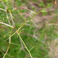 Wildspargel (Asparagus acutifolius)