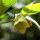 Gelbe Tollkirsche (Atropa belladonna var. lutea) Samen