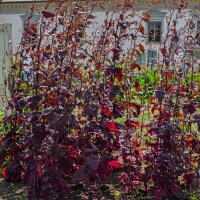 Rote Gartenmelde (Atriplex hortensis) Samen