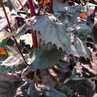 Rote Gartenmelde (Atriplex hortensis)