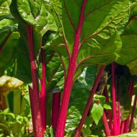 Roter Mangold  Vulkan (Beta vulgaris var. cicla) Samen