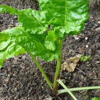 Wild-Bete (Beta vulgaris ssp. maritima) Samen