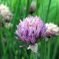 Schnittlauch Gonzales (Allium schoenoprasum) Bio Saatgut