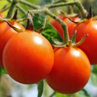 Frühe Freiland-Tomate Matina (Solanum lycopersicum) Bio Saatgut
