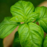 Genoveser Basilikum Mittelgroß (Ocimum basilicum)...