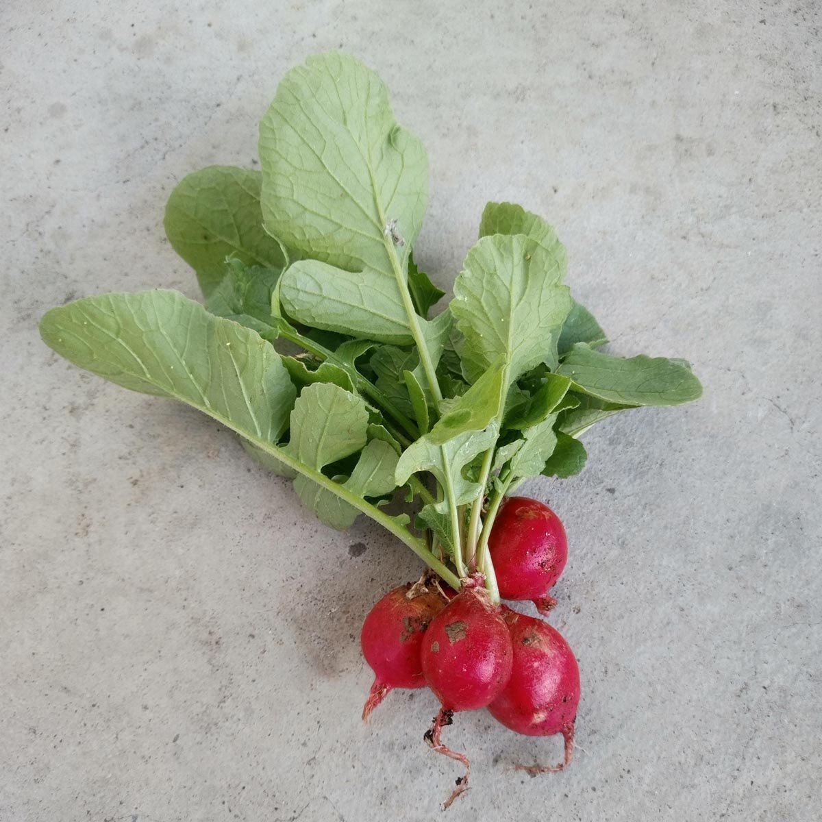 Rote runde Radieschen &amp;#39;Sora&amp;#39; (Raphanus sativus) Bio 400 Samen