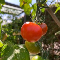 Cocktailtomate Zuckertraube (Solanum lycopersicum) Bio...