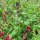 Erdbeerspinat (Blitum capitatum)