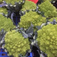 Romanesco Kohl (Brassica oleracea convar. botrytis var....