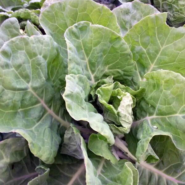 Butterkohl (Brassica oleracea convar capitata) Samen