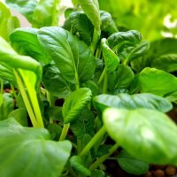 Pak Choi (Brassica rapa subsp. chinensis) Samen